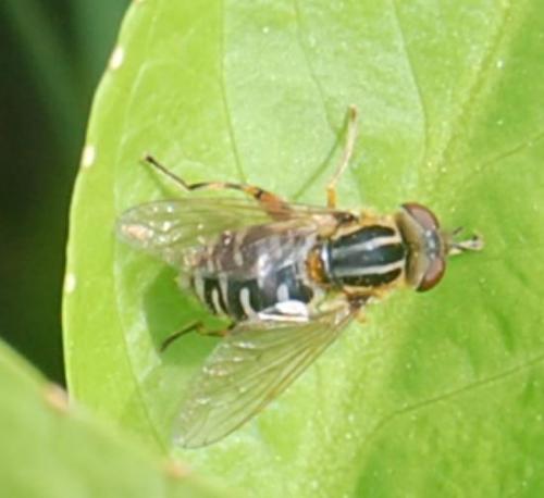 Réf. 45 891 : Eurimyia lineata