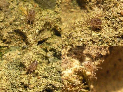 Homalenotus quadridentatus