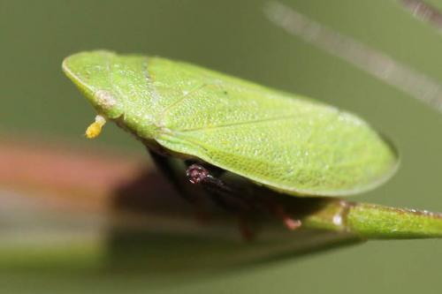 Tettigometra sulphurea