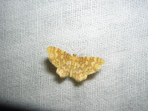 Hydrelia flammeolaria