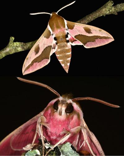 Hyles euphorbiae