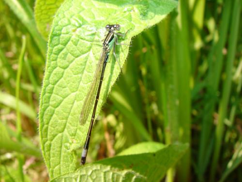 Ischnura elegans