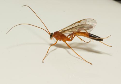 Réf. 45 004 : Netelia sp.