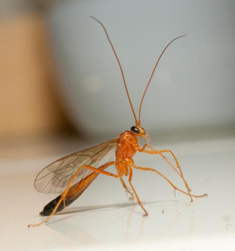Réf. 45 005 : Netelia sp.