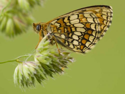 Melitaea sp.