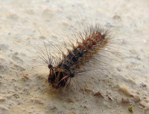 Réf. 45 266 : Lymantria dispar