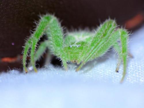 Heriaeus hirtus