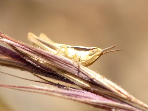 Euchorthippus sp.