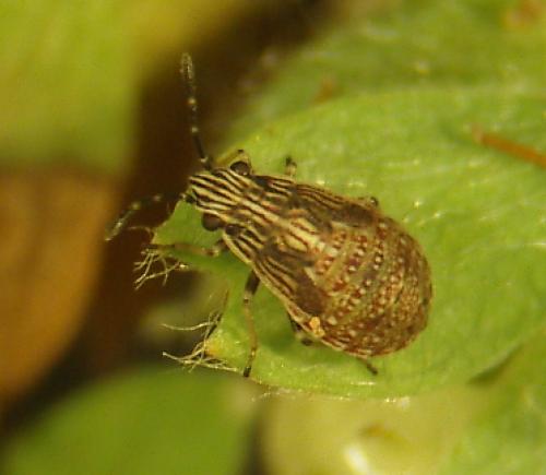 Réf. 45 905 : Nysius sp.