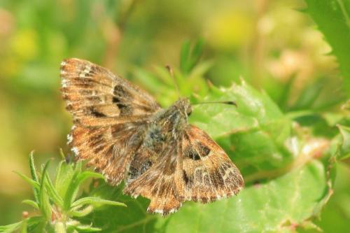 Carcharodus alceae