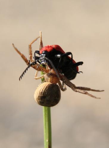 Xysticus sp.