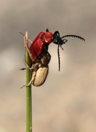 Xysticus sp.