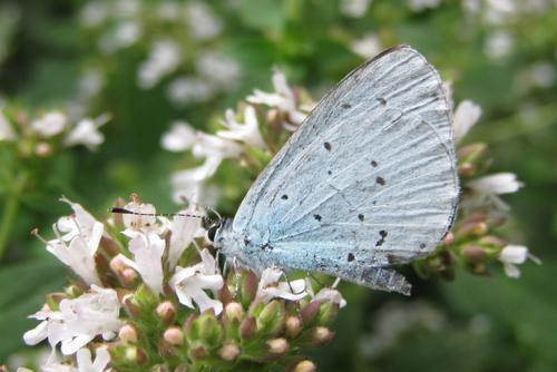 Celastrina argiolus