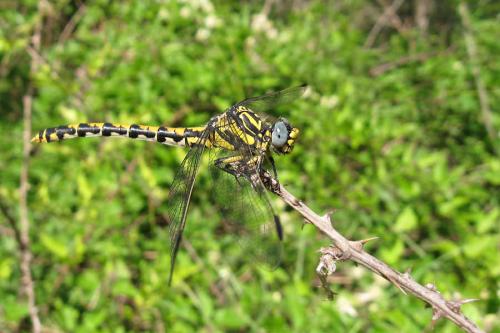 Onychogomphus uncatus