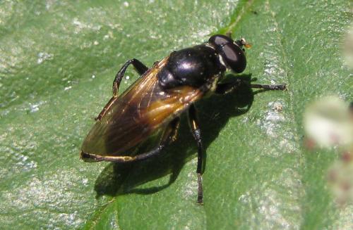 Réf. 45 875 : Myolepta dubia