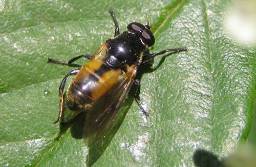 Réf. 45 876 : Myolepta dubia