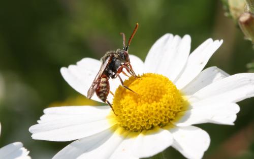 Nomada sp.