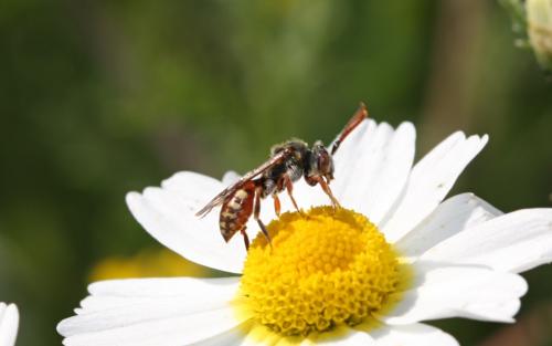 Nomada sp.