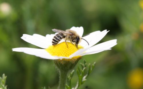 Colletes fodiens