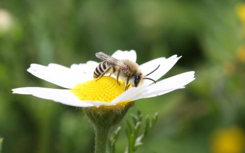 Colletes fodiens