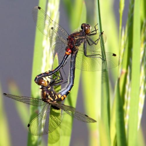 Leucorrhinia dubia