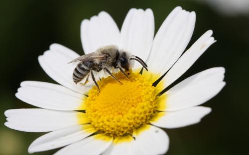 Colletes sp.