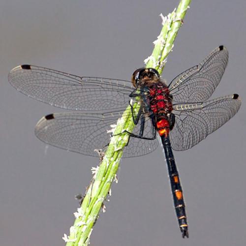 Leucorrhinia dubia