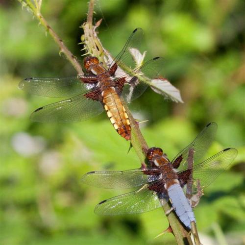 Réf. 45 374 : Libellula depressa