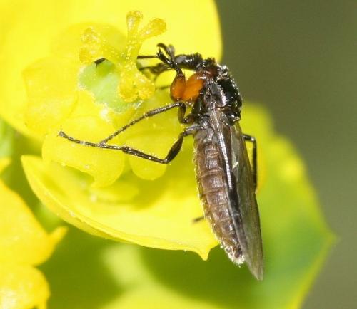 Dilophus antipedalis
