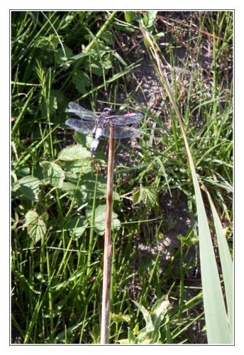 Libellula fulva