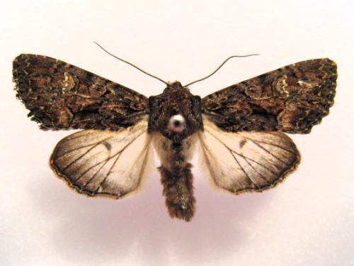 Réf. 45 169 : Mniotype adusta