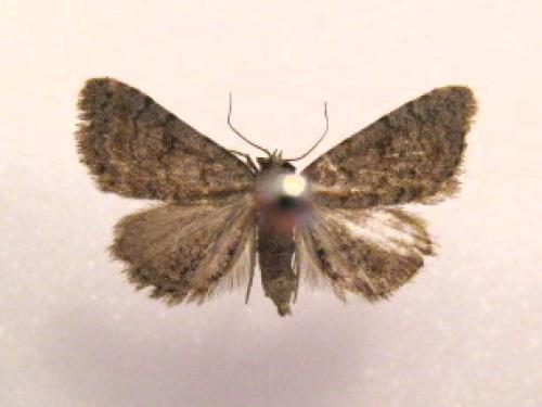 Metachrostis dardouini