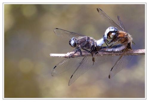 Libellula fulva