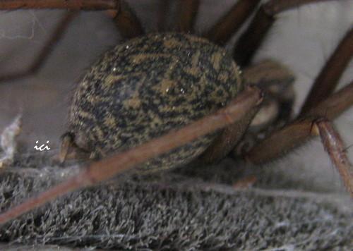 Tegenaria sp.