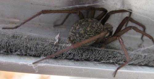 Tegenaria sp.