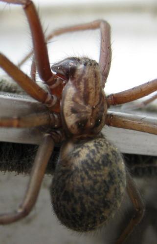 Tegenaria sp.