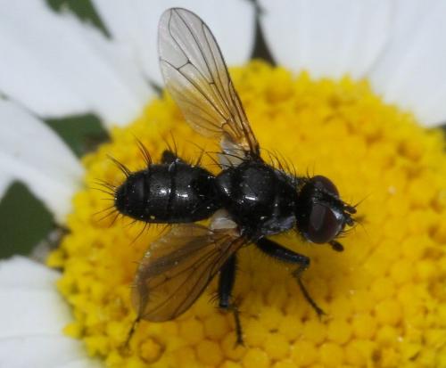 Réf. 45 016 : Phania funesta
