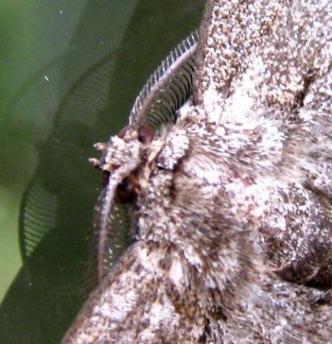 Hypomecis punctinalis