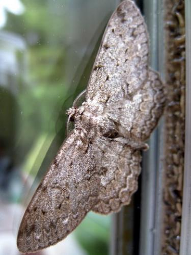Hypomecis punctinalis