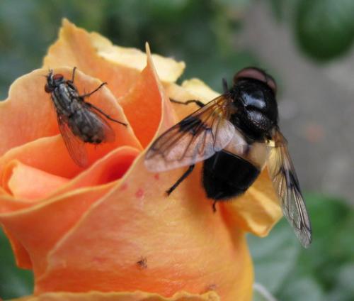Volucella pellucens