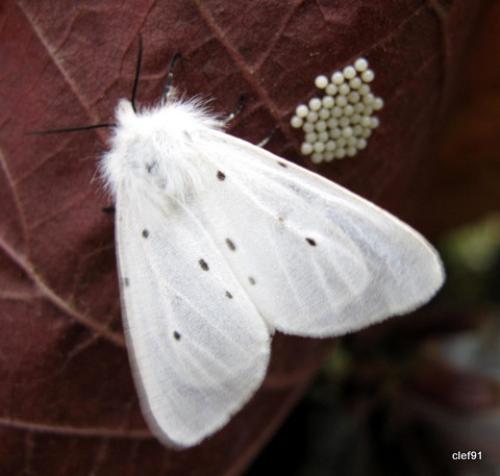 Diaphora mendica