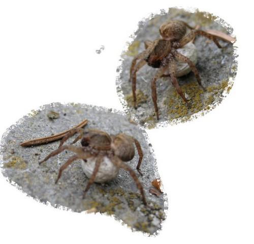 Trochosa sp.