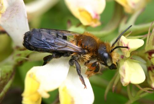 Megachile sp.