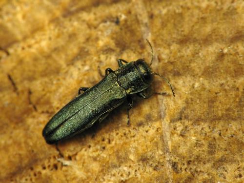 Réf. 45 855 : Agrilus sp.