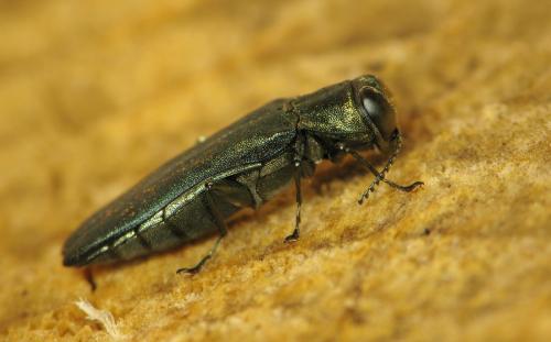 Agrilus sp.