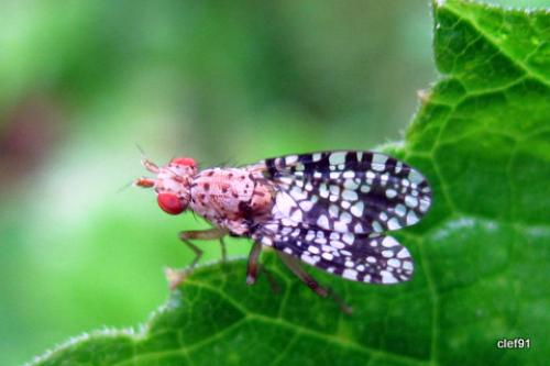 Réf. 45 200 : Trypetoptera punctulata