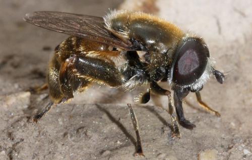 Réf. 45 033 : Merodon sp.