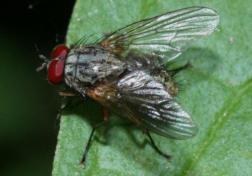 Réf. 45 275 : Phaonia rufipalpis