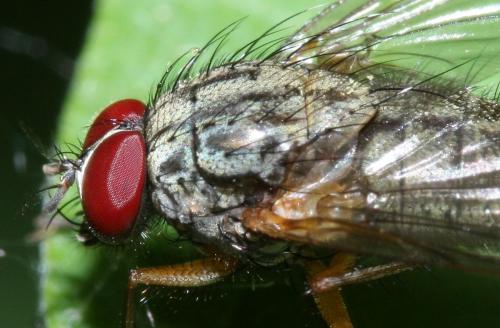 Réf. 45 277 : Phaonia rufipalpis
