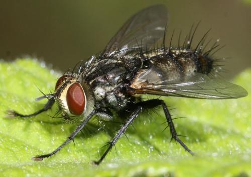Exorista sp.